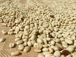 WASHED GOLD COFFEE 83 – 85 PTS.
